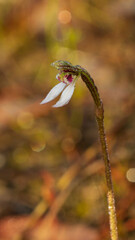 The flower of a small herbaceous plant known as Parson's Bands (Eriochilus cucullatus)