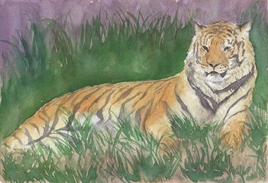 tiger watercolor painting