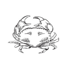 Obraz premium Hand drawn crab illustration in engraving style. Marine life. Vector illustration