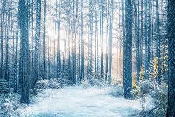 Fototapety na wymiar - Fototapeta24.pl