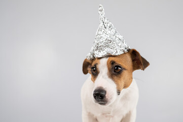 Portrait of a Jack Russell Terrier dog in a tinfoil hat on a white background.