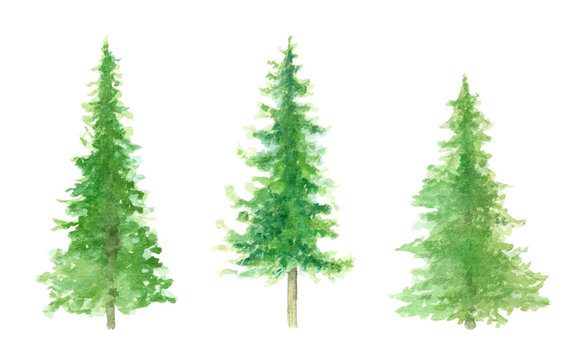 Christmas tree, pine tree. Watercolor illustration isolated on a white background