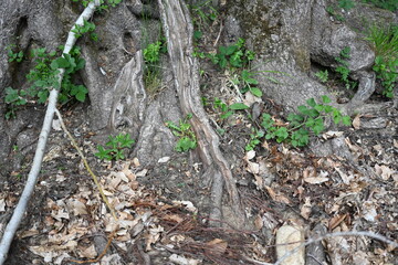 moss on the tree