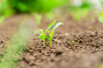 Young sprouts of corn grow in the soil in the vegetable garden in drops of dew. Growing corn in the garden