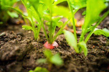 Red radish root in the soil in the garden, close-up. Harvest radishes in the spring in the vegetable garden