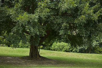 Fototapeta na wymiar In the shade of an old banyan tree in the park