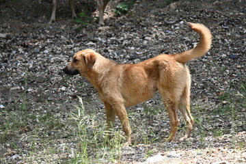 Turkish shepherd dogs