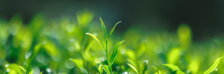 Fototapeta na wymiar Close-up fresh perfect tea bud and leaves on tea plantation natural background. High quality banner photo with copy space backdrop for text