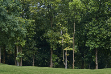 Green grass and forest in the park