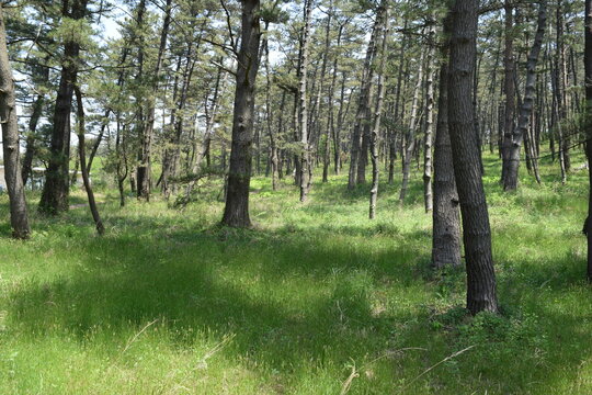 「松林」の画像 3,121 件の Stock 写真、ベクターおよびビデオ Adobe Stock