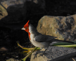 Paroaria coronata - Cardenal (1)