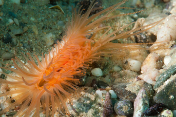 Piccolo bivalve Limaria hyans, con i filamenti arancioni estroflessi dal guscio