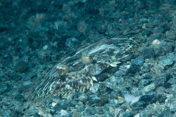 Primo piano di sogliola comune, Solea solea, mimetizzata sulla sabbia