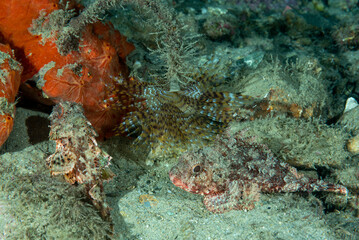 coppia di scorfanotti, Scorpaena notata, vicini ad uno spirografo