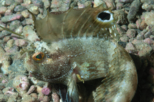 bavosa occhiuta, Blennius ocellaris, sulla sabbia con parassita