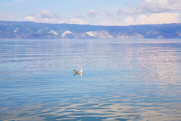 Fototapeta na wymiar Beautiful summer background. A seagull swims on the lake, mountains in the background, cloudy sky.