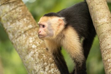 Naklejka na ściany i meble White-head capuchin monkey in Costa Rica