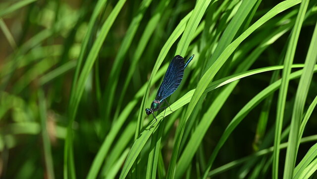 Dragonfly on a leaf Eastern Pondhawk Dragonfly