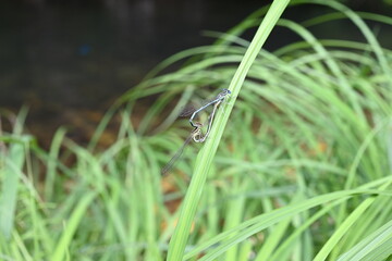 Fototapeta premium Two blue damselfly Lestes barbarus with green background blur. Shallow depth of field. Selective focus. Art - artistic macro