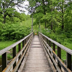 Fototapeta premium wooden bridge in the woods