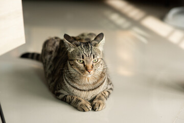 Tabby cat sitting at home