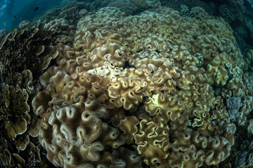 Naklejka na ściany i meble Great Barrier Reef, Cairns Australia