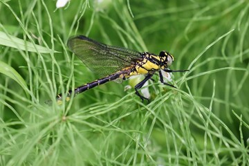 dragonfly on the grass