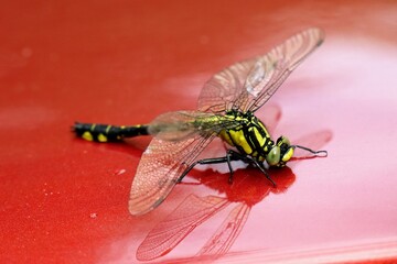 dragonfly on a leaf