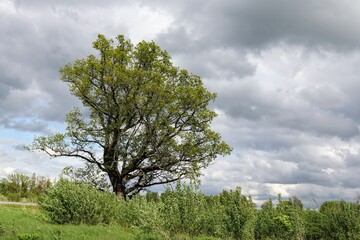 Fototapeta premium tree on a meadow