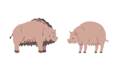Swine and Hog as Hoofed Mammal and Farm Animal Vector Set