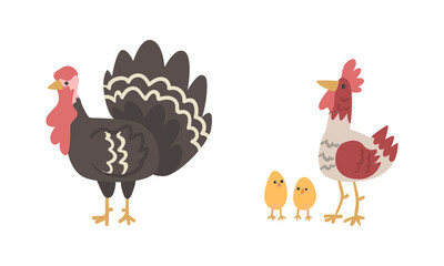 Turkey Bird with Wattle and Rooster or Cock with Chicks as Farm Animal Vector Set