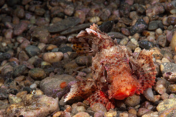 scorfanotto, Scorpaena notata, su fondo ghiaioso