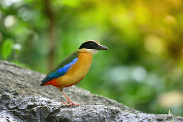 bluewingedpitta a kind of bird that bird watchers pay attention because of the beautiful colors and its beautiful singing voice
