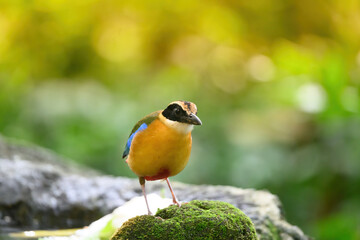 bluewingedpitta a kind of bird that bird watchers pay attention because of the beautiful colors and its beautiful singing voice