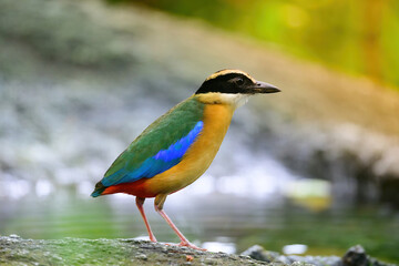 bluewingedpitta a kind of bird that bird watchers pay attention because of the beautiful colors and its beautiful singing voice