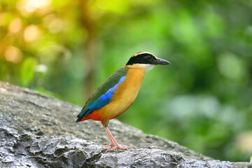 bluewingedpitta a kind of bird that bird watchers pay attention because of the beautiful colors and its beautiful singing voice