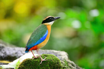 bluewingedpitta a kind of bird that bird watchers pay attention because of the beautiful colors and its beautiful singing voice