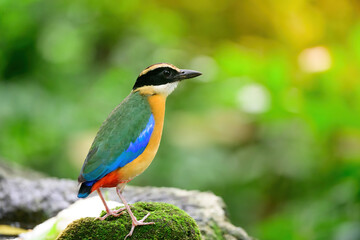 bluewingedpitta a kind of bird that bird watchers pay attention because of the beautiful colors and its beautiful singing voice