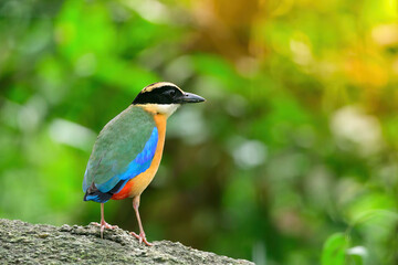 bluewingedpitta a kind of bird that bird watchers pay attention because of the beautiful colors and its beautiful singing voice