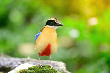 bluewingedpitta a kind of bird that bird watchers pay attention because of the beautiful colors and its beautiful singing voice