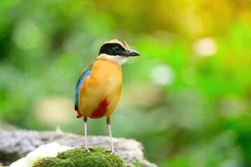 Fototapeta premium bluewingedpitta a kind of bird that bird watchers pay attention because of the beautiful colors and its beautiful singing voice
