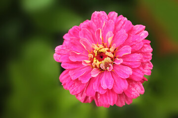 Obraz premium Delicate pink chamomile on a green background