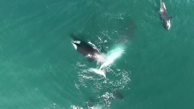 Awe drone aerial video of flock of Orca killer whale hunting on sperm whale looking for food on horizontal surface on blue sea water. Animal wildlife nature aerial shot, natural background.