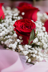 close up of a red rose