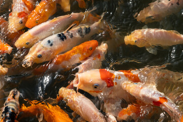 Obraz na płótnie Canvas A large group of Koi carp actively swim in the pond and eat food. Horizontal orientation, copy space, close-up, no people