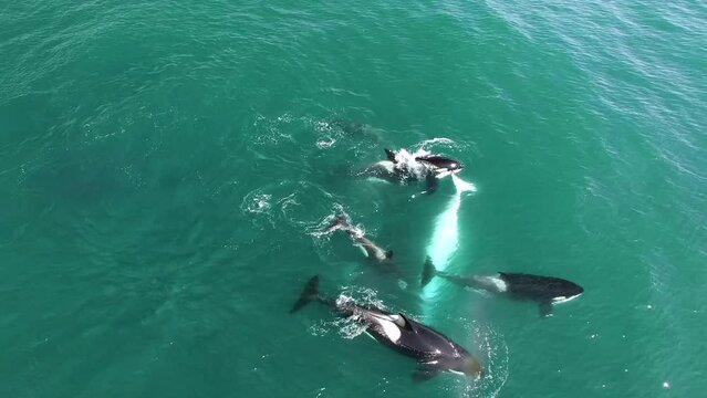 Dramatic aerial view scene of flock of Orca killer whale hunting on sperm whale looking for food on horizontal surface on blue sea water. Animal wildlife nature aerial shot, natural background.