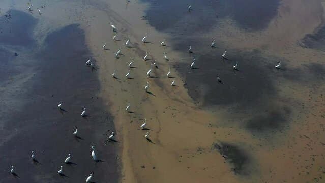 Aerial view of Thai cranes, egret, and Mynas Birds flying above rice field in Suphan Buri, Thailand