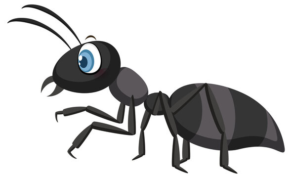 Black ant isolated on white background