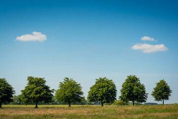 Bäume auf Feld und Wolken am Himmel im Sommer