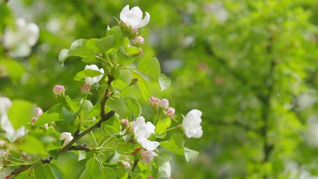 Blossom apple tree with branches. White apple blossom. Spring blossom background.